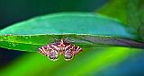 Moth Beneath A Leaf_P1140711-8